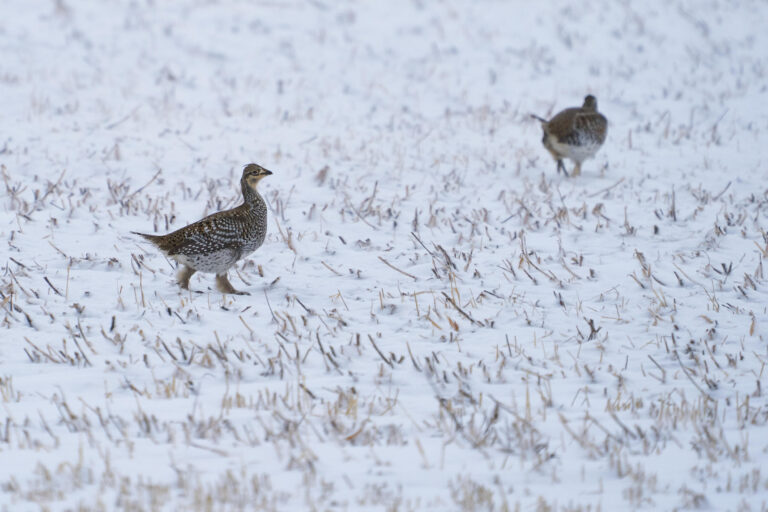 Sharp-tailed grouse walking through snow-covered stubble while a second grouse walks away in the background, Manitoba