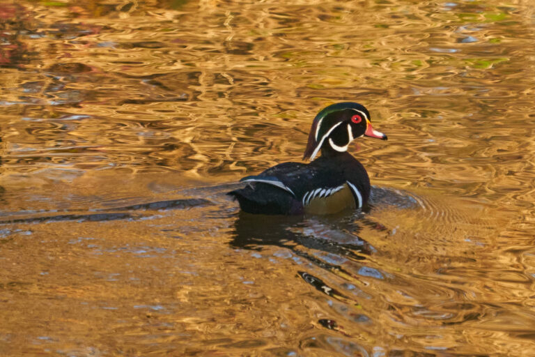 Male wood duck swimming on golden rippled water, Manitoba