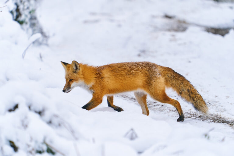 Red fox walking through fresh snow along a trail, Manitoba