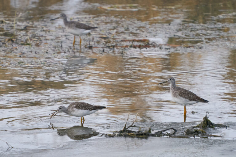 Three greater yellowlegs wading in shallow water, one catching a small fish, Manitoba