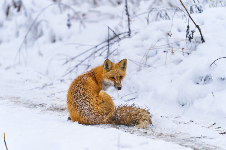 Red fox sitting in the snow and looking back over its shoulder, Manitoba