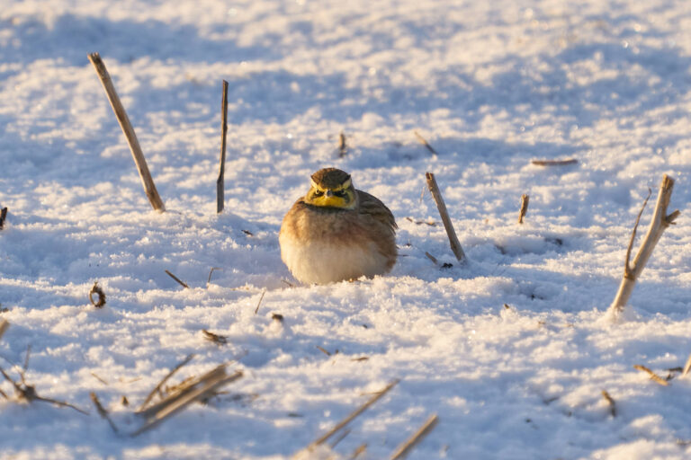 Fluffed-up horned lark sitting in snowy stubble, Manitoba