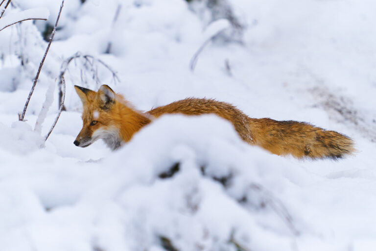 Red fox peering over a snowdrift in deep winter snow, Manitoba
