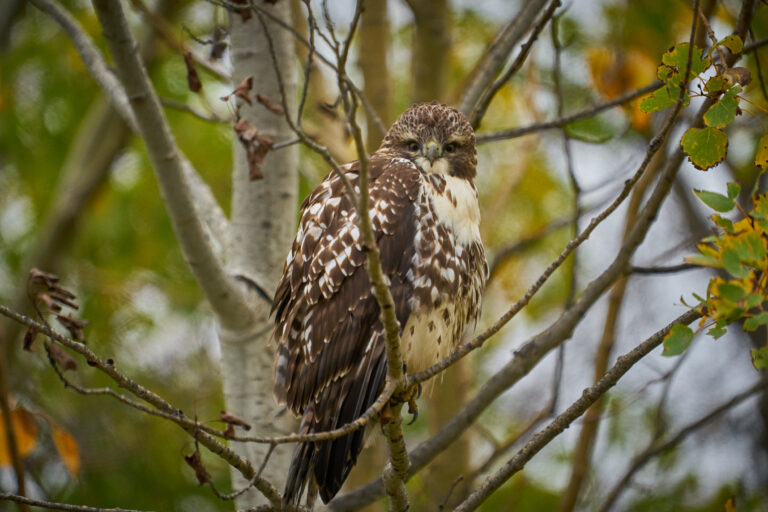Juvenile red-tailed hawk perched in an aspen tree in autumn, Manitoba