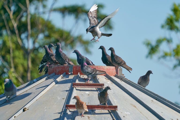 Flock of rock pigeons perched on a metal grain bin roof as one bird lands, Manitoba