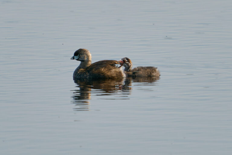 Adult pied-billed grebe with a striped chick nibbling at its back on calm water, Manitoba