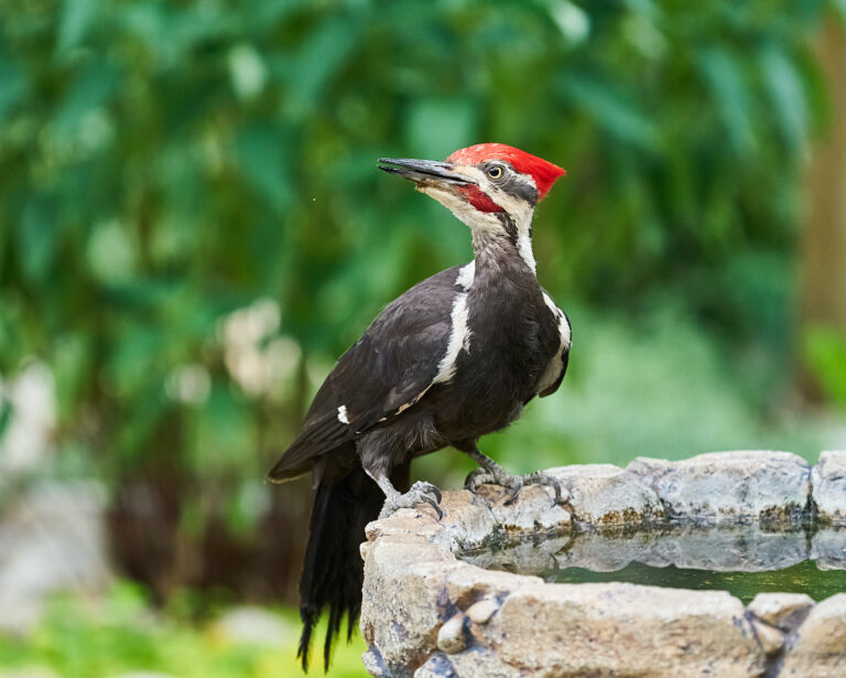 Pileated woodpecker with a red crest perched on the edge of a stone birdbath, Manitoba