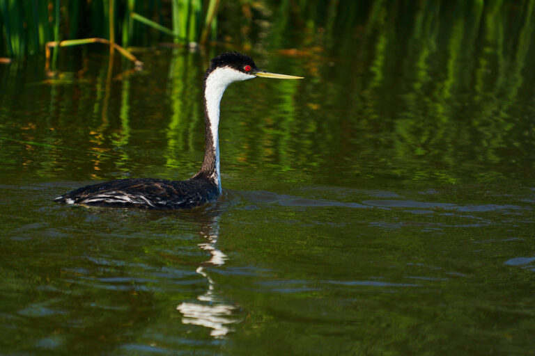 Western grebe with a red eye and long yellow bill swimming past green reeds, Manitoba