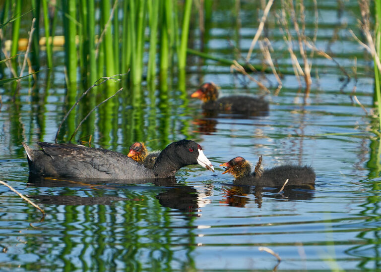 American coot feeding a downy chick among green reeds, with two more chicks nearby, Manitoba