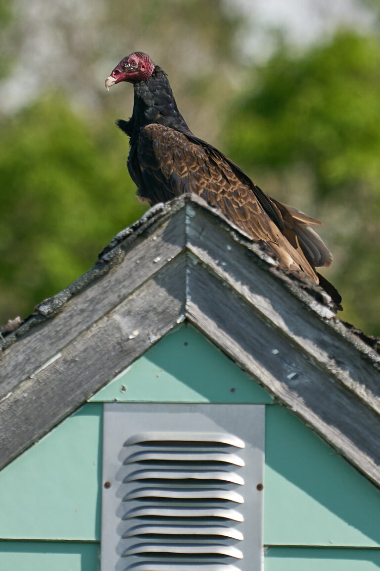 Turkey vulture with a red head perched on the peak of a weathered shed roof, Manitoba