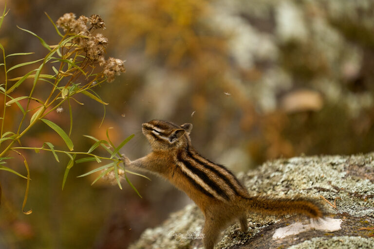Least chipmunk standing on a lichen-covered rock and reaching up to a dried seed head, Manitoba