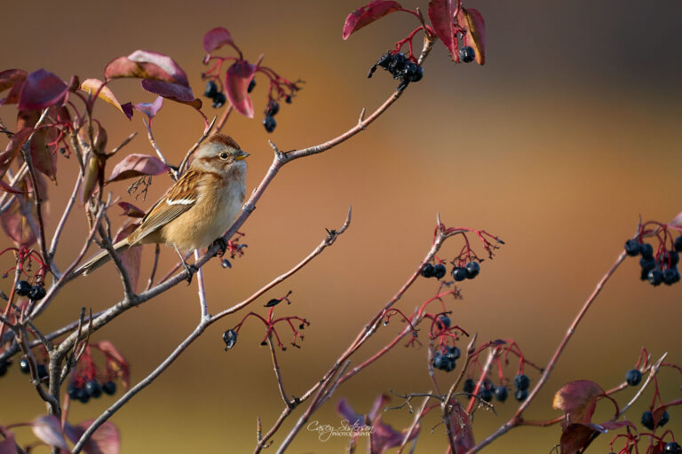 American tree sparrow with a rusty cap perched among dark berries and red autumn leaves, Manitoba