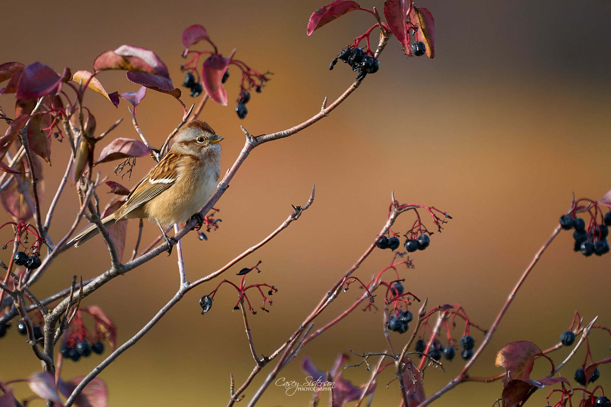 American tree sparrow with a rusty cap perched among dark berries and red autumn leaves, Manitoba