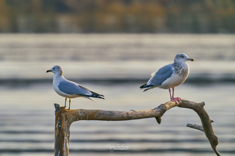 Ring-billed gull perched on a weathered driftwood branch beside a herring gull, Manitoba