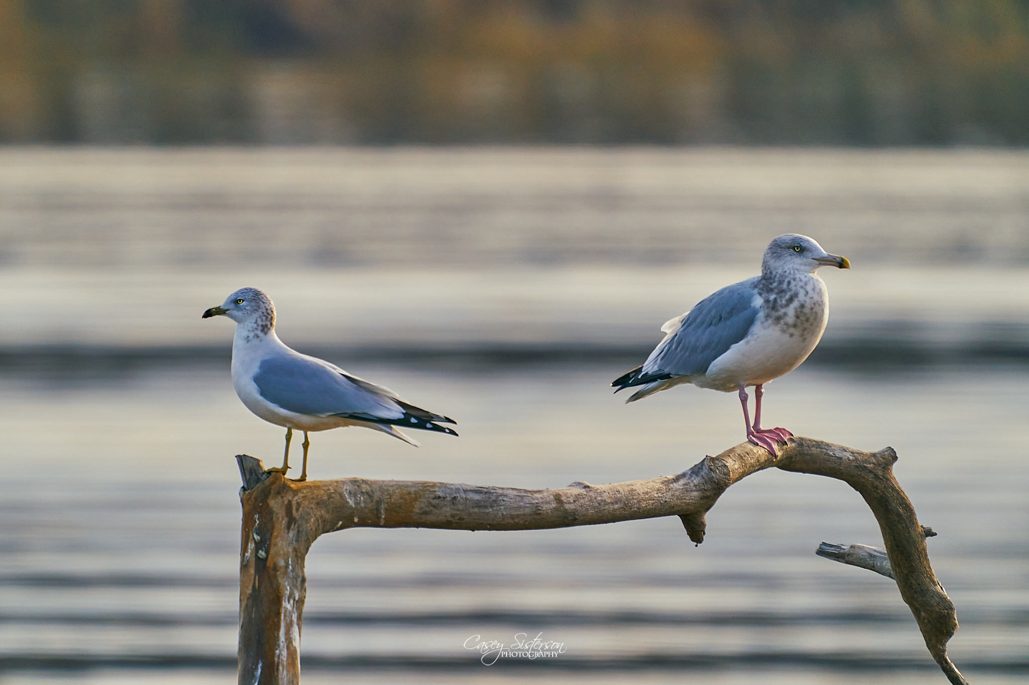 Herring gull with a grey back and pink legs perched on driftwood beside a ring-billed gull, Manitoba