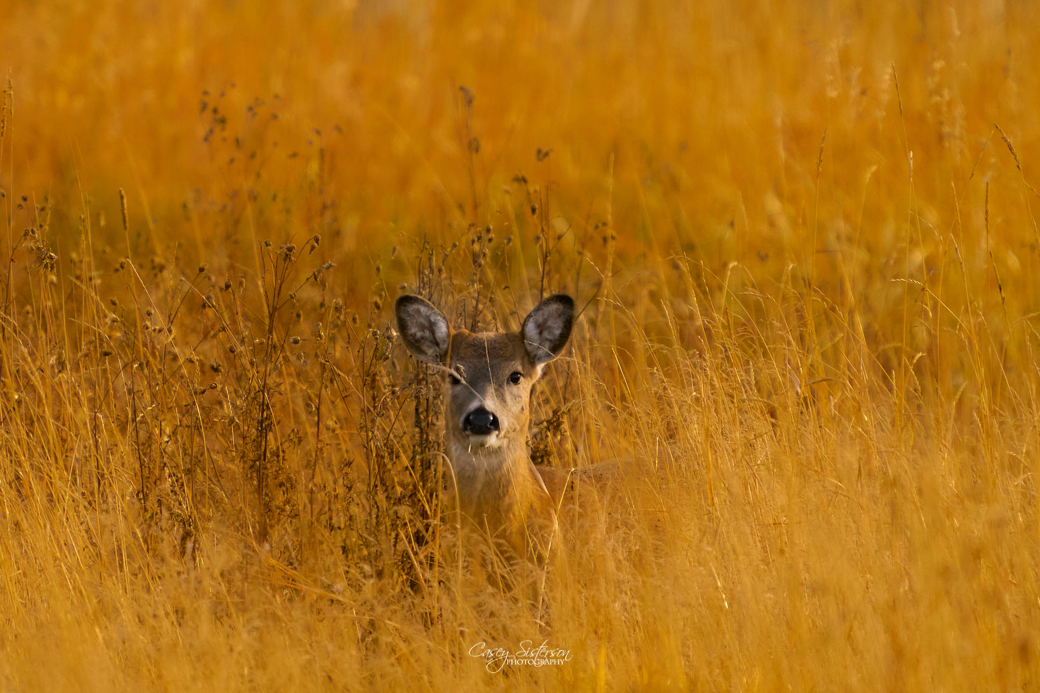 White-tailed deer doe peering out from golden autumn grass, Manitoba