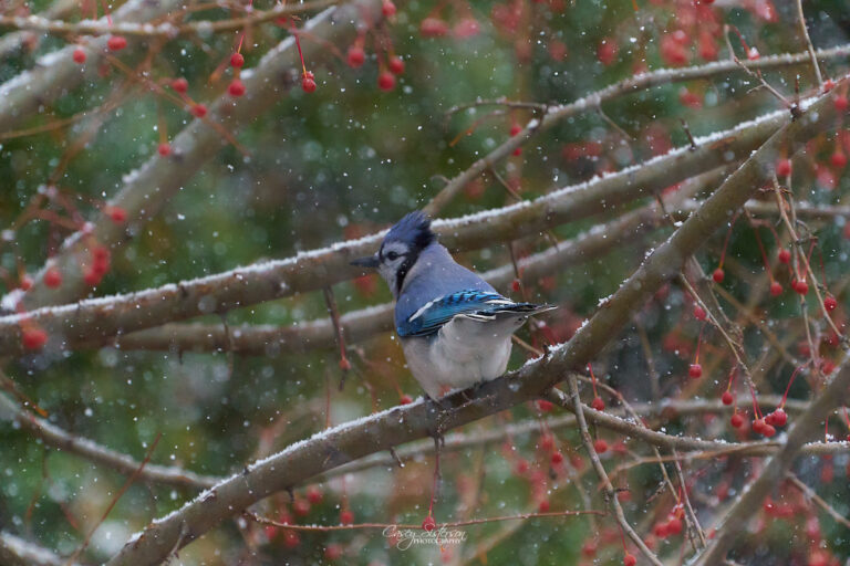 Blue jay perched among snow-dusted crabapple branches as snow falls, Manitoba