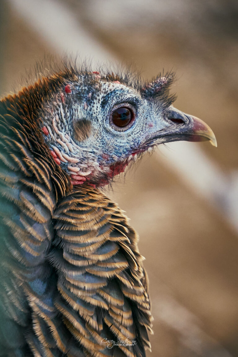 Close portrait of a wild turkey showing its blue-toned head and barred feathers, Manitoba
