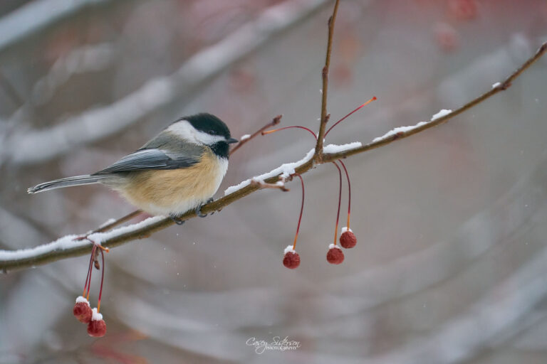Black-capped chickadee perched on a snow-covered crabapple branch, Manitoba