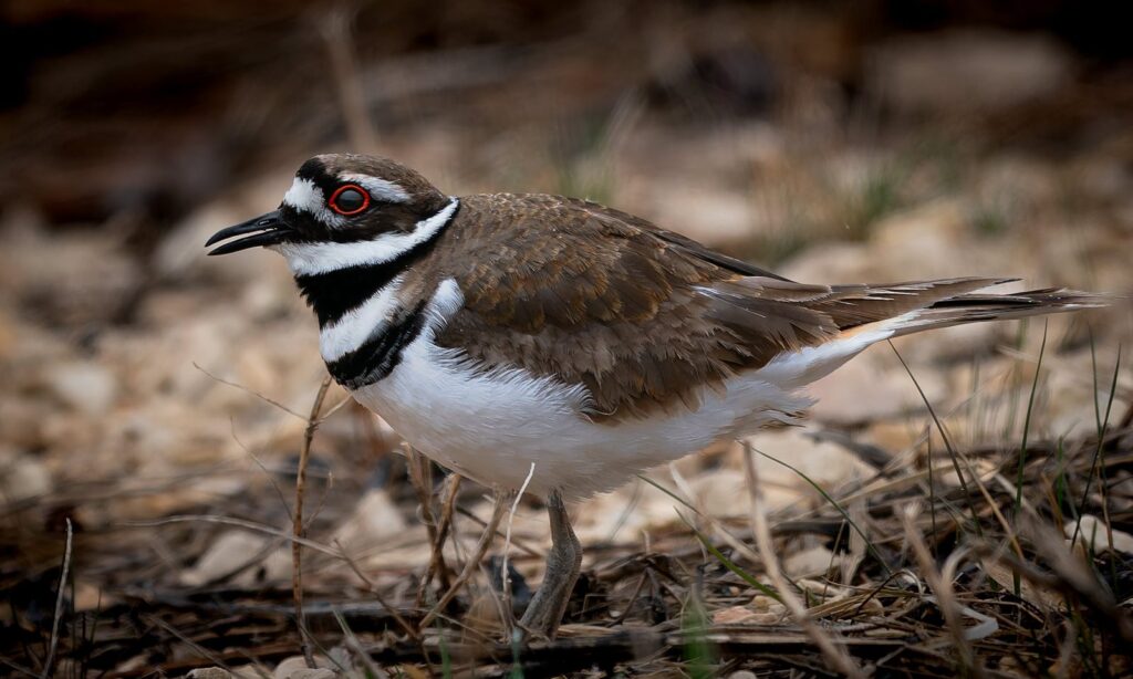Killdeer