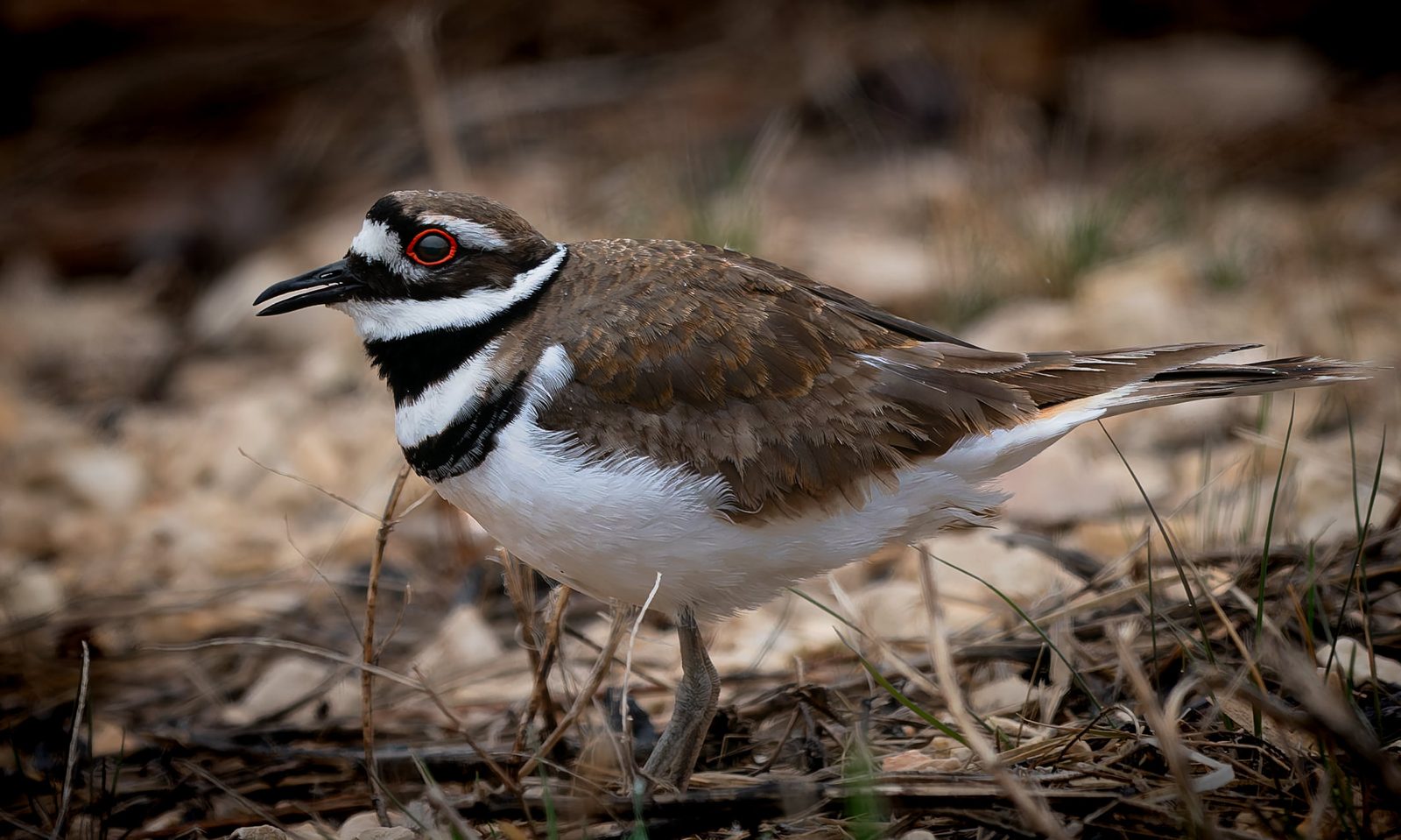 Killdeer photographed in Manitoba