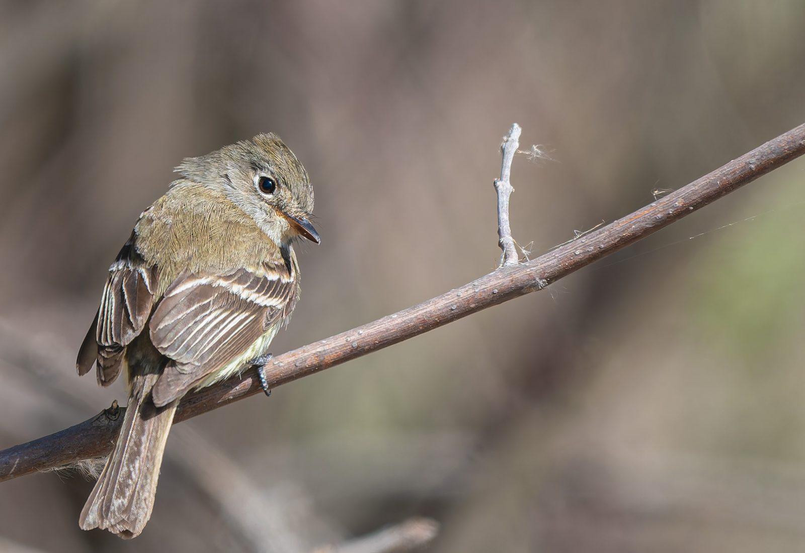 Least flycatcher photographed in Manitoba