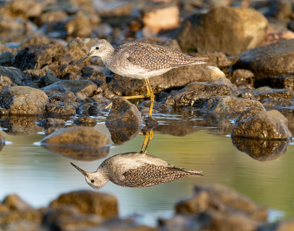 Young lesser yellowlegs wading among wet rocks at the water's edge, its yellow legs and reflection mirrored in the still water