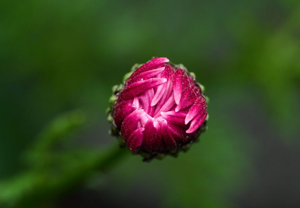 Magenta flower bud on a slender green stem