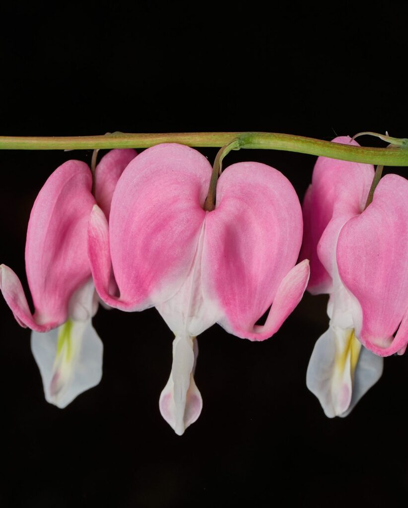 Pink bleeding heart flowers against a black background