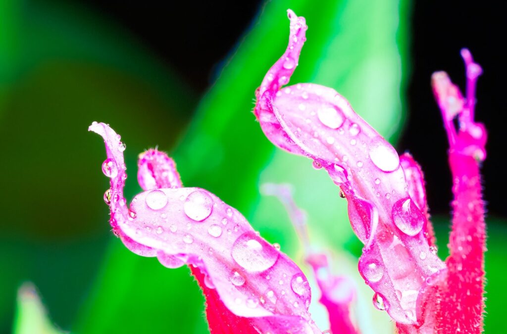 Pink flower petals covered in raindrops