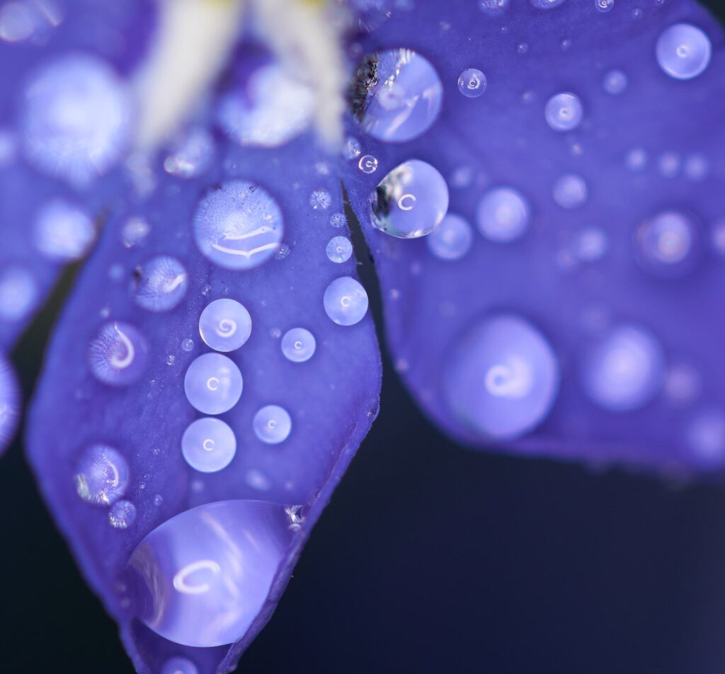 Purple petals covered in water droplets