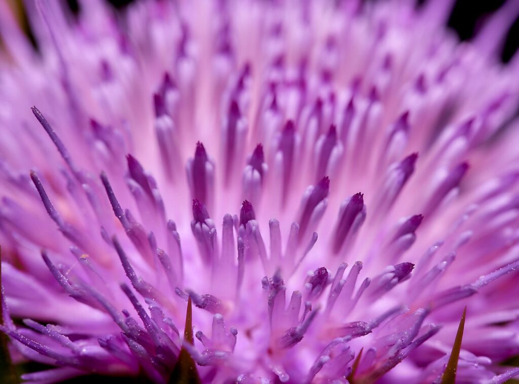 Purple thistle bloom seen up close