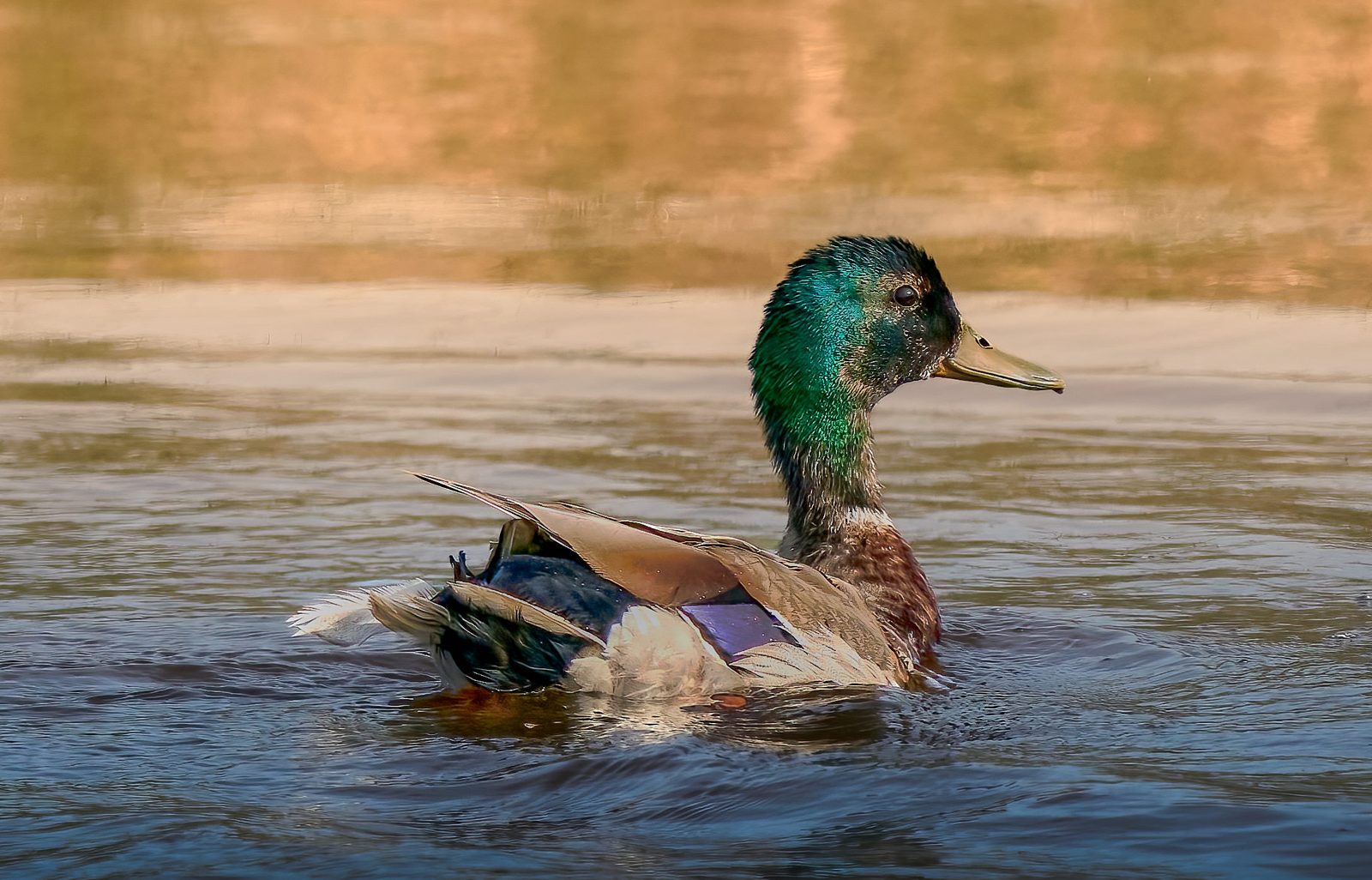Mallard photographed in Manitoba