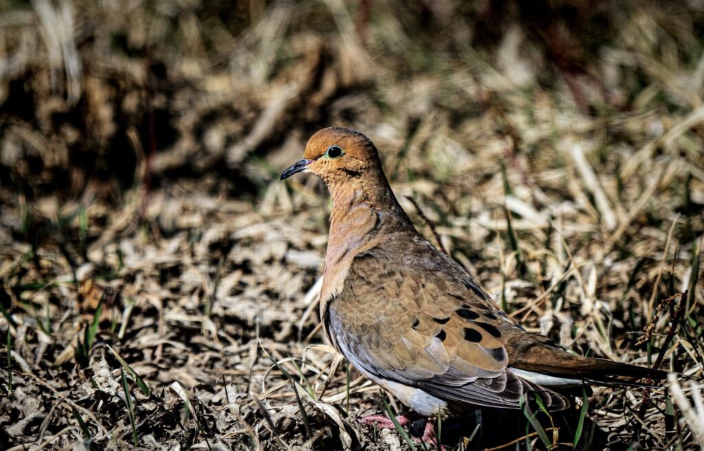 Mourning dove