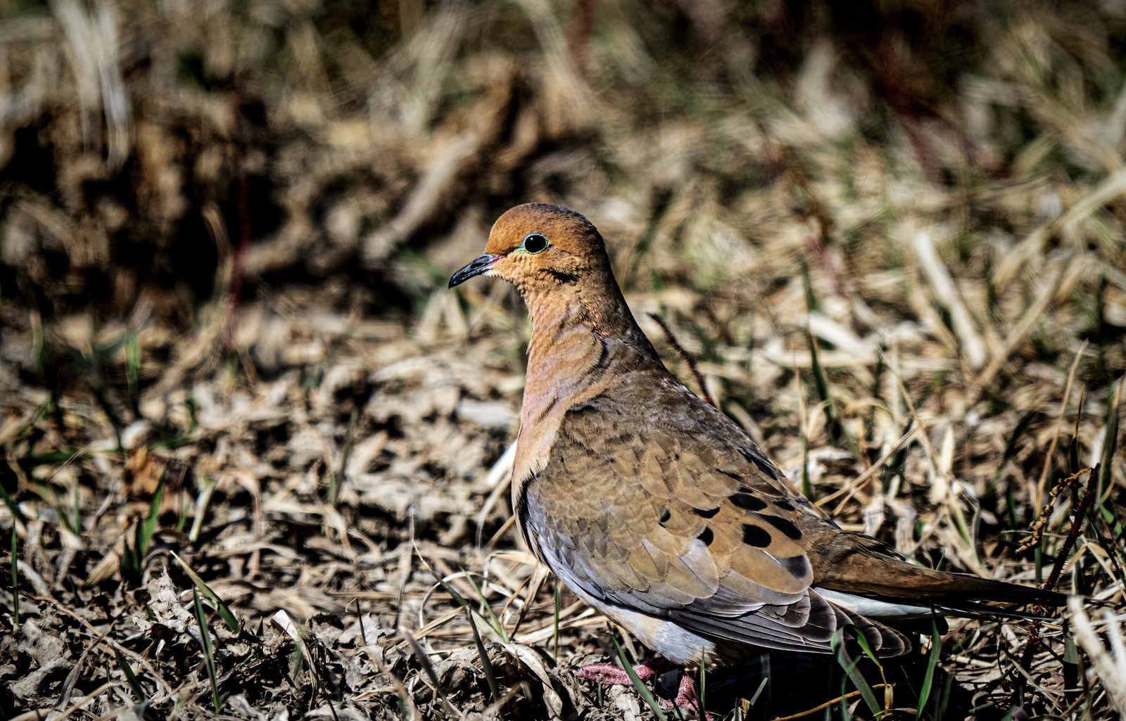 Mourning dove photographed in Manitoba
