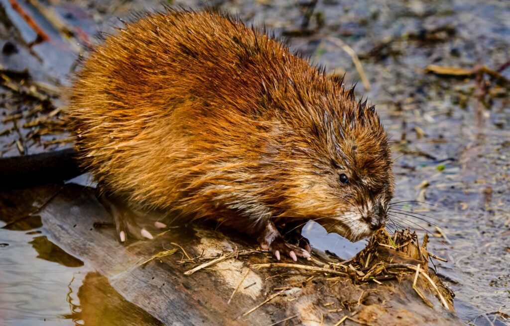 Muskrat