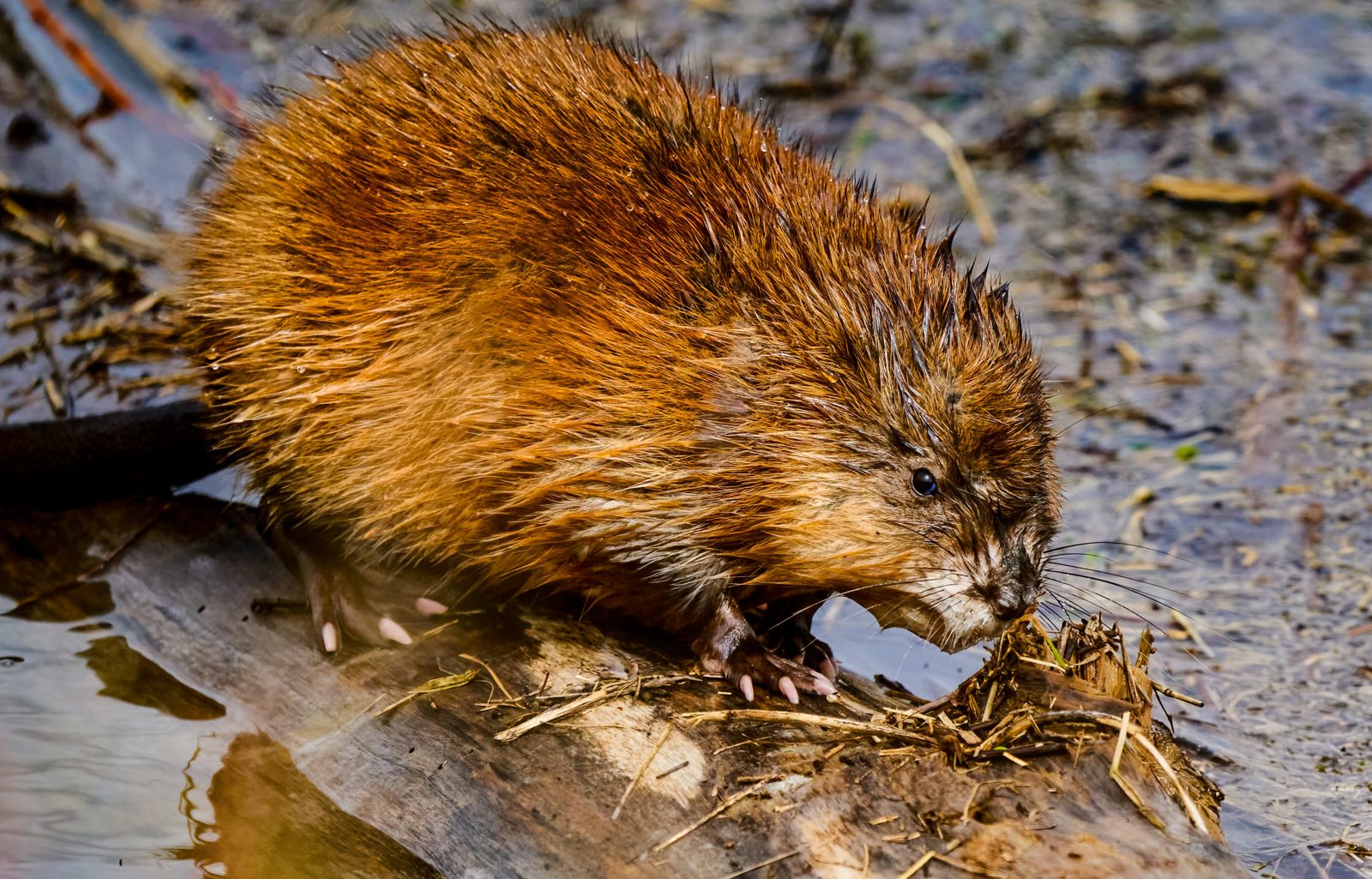 Muskrat photographed in Manitoba