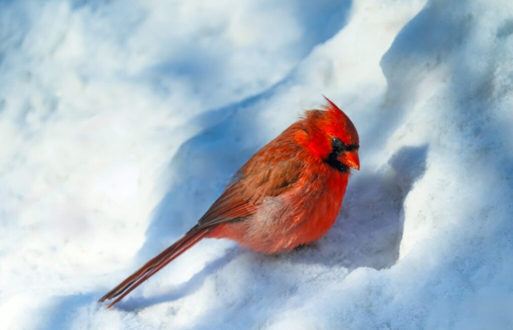 Northern cardinal