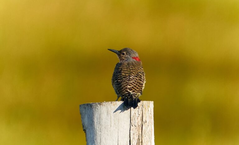 Northern flicker perched on a weathered wooden post with a red nape patch and barred back, Manitoba