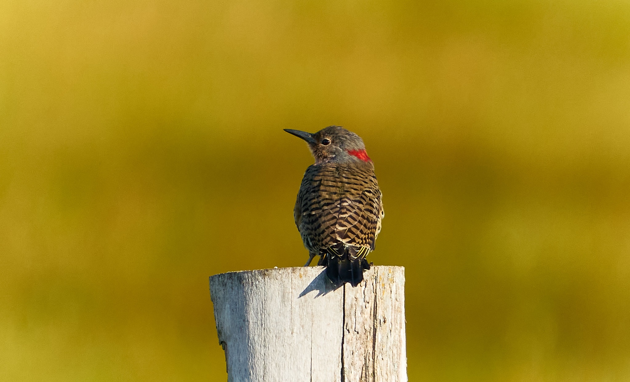 Northern flicker perched on a weathered wooden post with a red nape patch and barred back, Manitoba