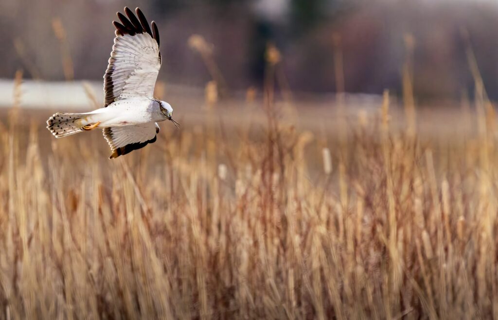 Northern harrier