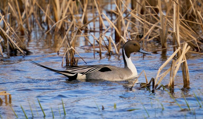 Male northern pintail swimming among cattails with its long pointed tail feathers trailing, Manitoba