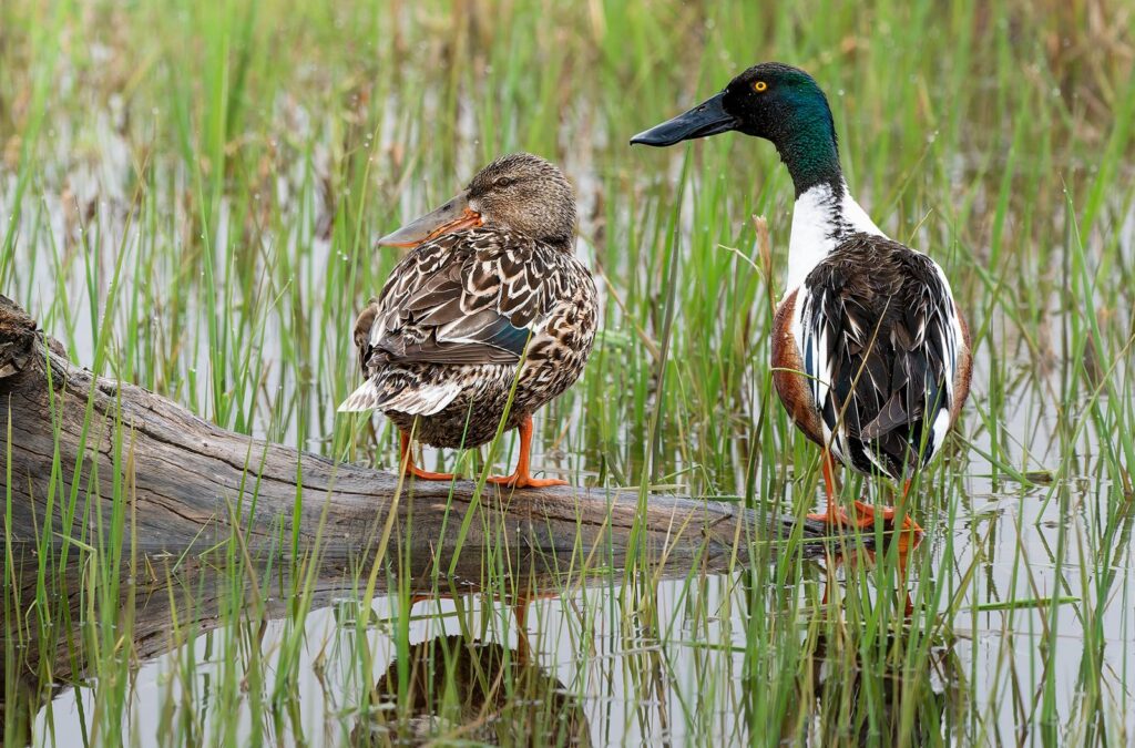 Northern shoveler