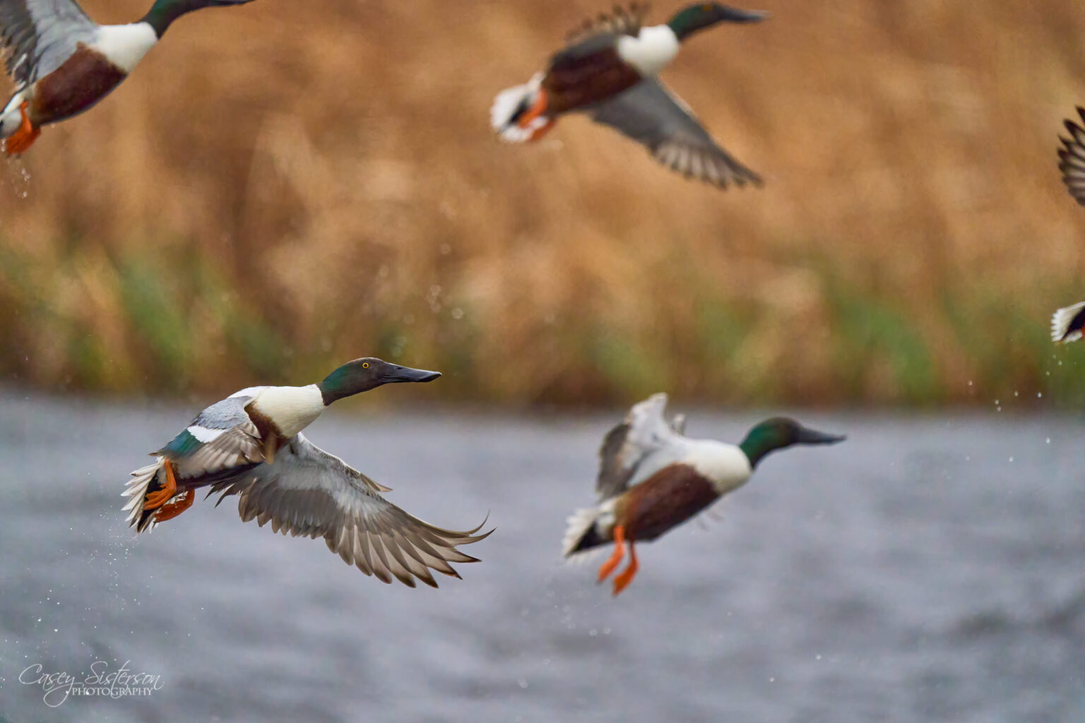 A small group of northern shovelers in flight over brown reeds