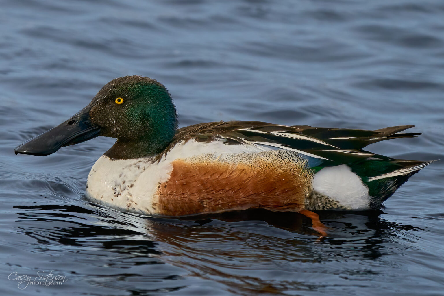 A northern shoveler drake swimming on dark water