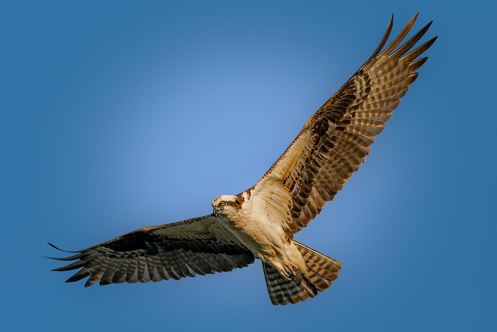 Osprey photographed in Manitoba