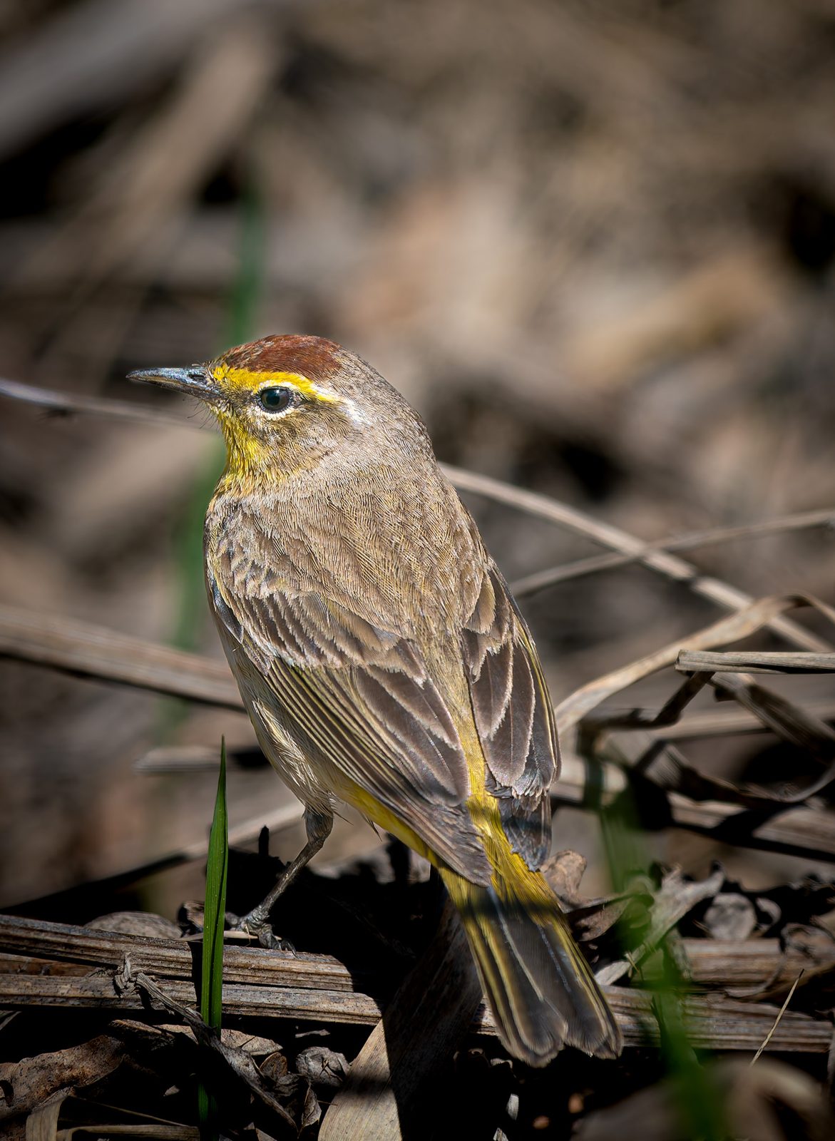 Palm warbler photographed in Manitoba