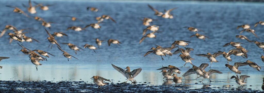 Pectoral sandpiper