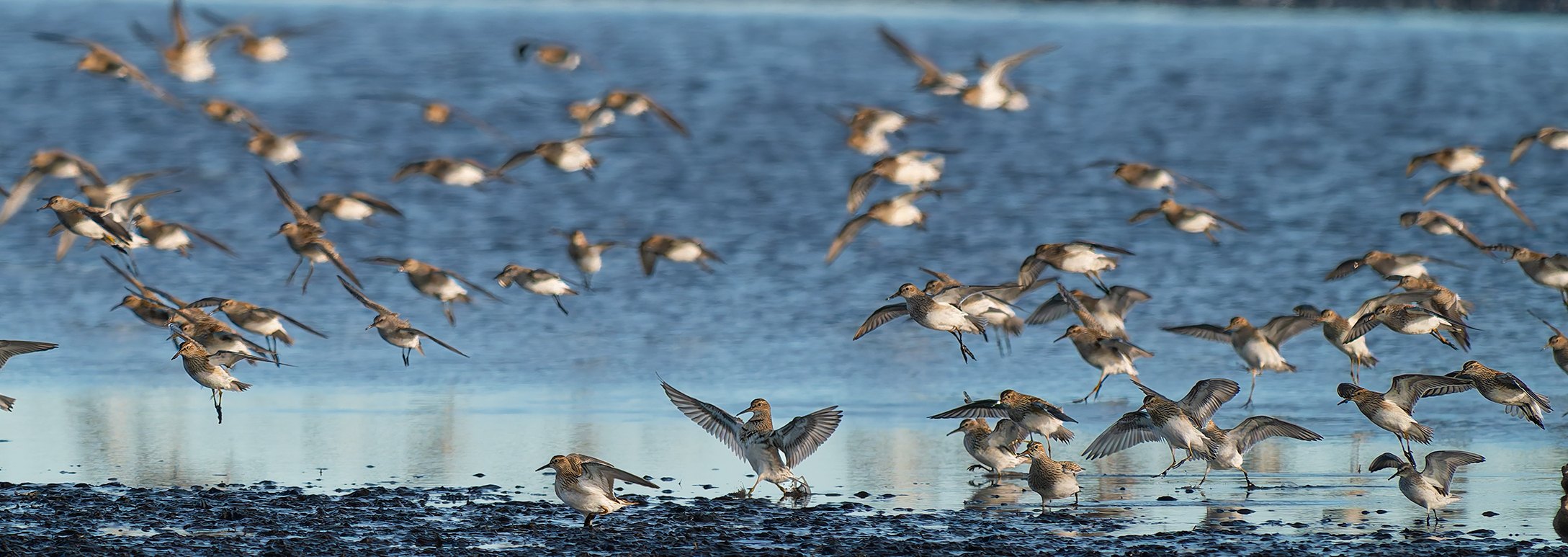 A flock of pectoral sandpipers landing and taking off over a shallow blue shoreline, wings spread