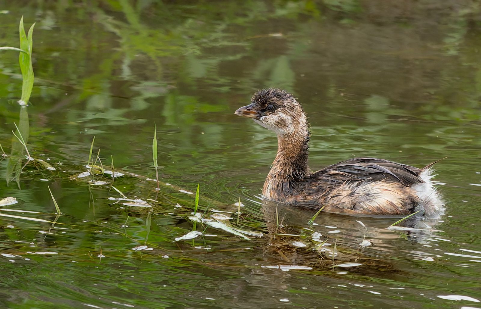 Pied-billed grebe photographed in Manitoba